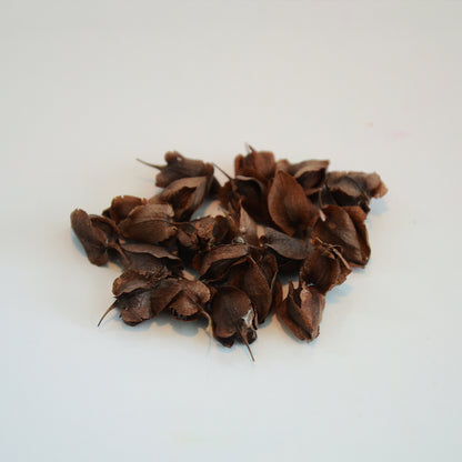 Semilla San Diego